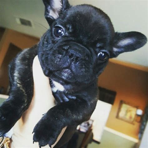 Current weight is 26 lbs. Luci The French Bulldog she's 7 weeks old. Who cannot love ...