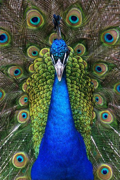 Peacocks National Geographic Peacock Pictures Peacock Facts Male