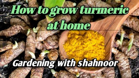 How To Grow Turmeric At Home Curcumin Gardening With Shahnoor Youtube