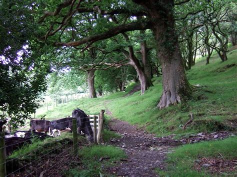 Coed Llwyngoras Nevern Valley © Natasha Ceridwen De Chroustchoff