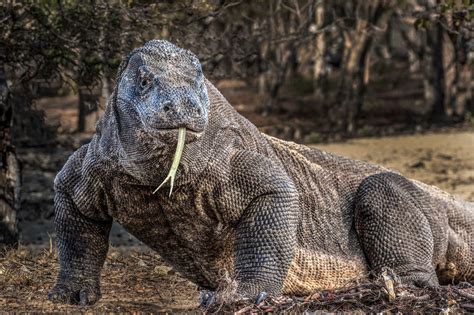 This Is The Largest Living Lizard In The World A Komodo Dragon They Are Native To Three