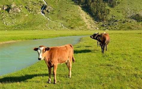 Cows In Caucasus Live Stock Image Image Of Eating Cattle 137938583