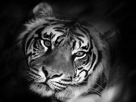 Image Detail For Free Tiger Black And White Wallpaper