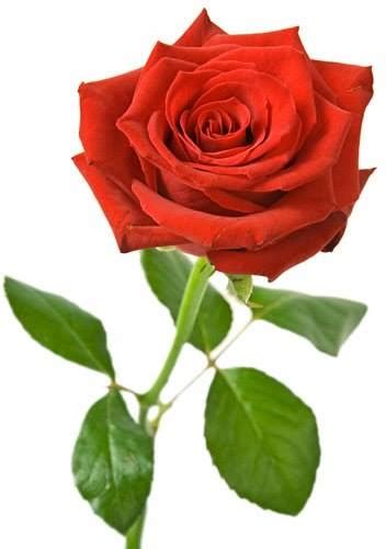 Gambar Setangkai Bunga Mawar Merah Yang Sangat Cantik Foto Kolekcija