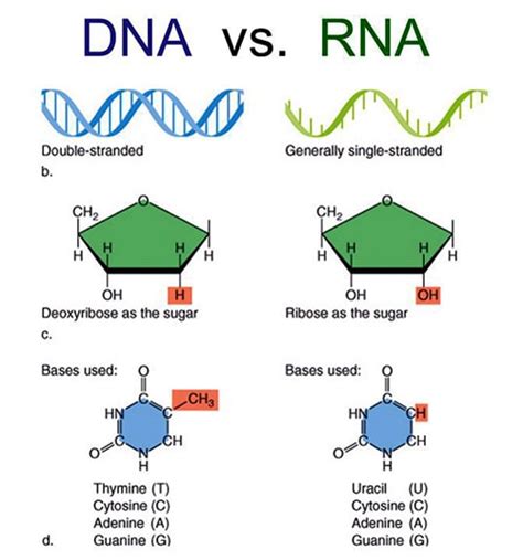 Dna And Rna A Competitive View Qs Study
