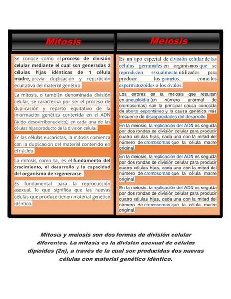 Cuadro Comparativo Mitosis Y Meiosis Udocz The Best Porn Website