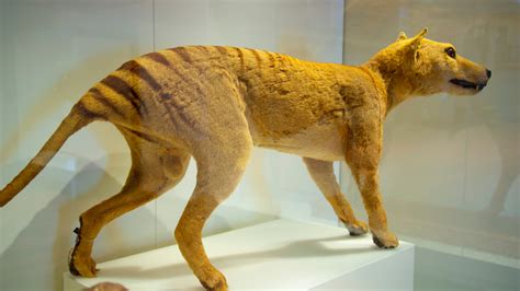 Discovernet Animals That Went Extinct In The Last 100 Years