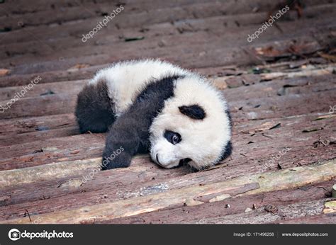 Baby Of Giant Panda Stock Photo By ©serjio74b 171496258