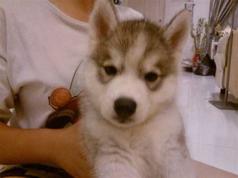 Wooly Big Bone Siberian Husky Puppies For Sale Adoption From Melaka