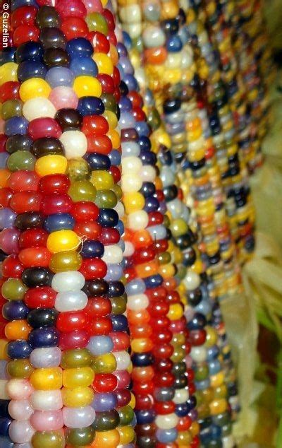 Native American Farmer Grows Amazing Multicolored Corn Glass Gem