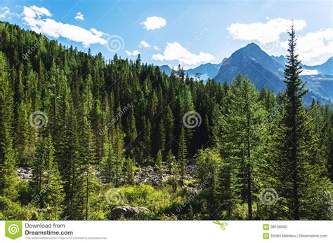 Summer Pine Forest And Cloudy Blue Sky Mountain Landscape Stock Photo