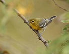 Bedford Audubon Society » yellow-throated-vireo-by-matt-tillett