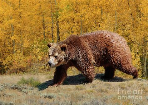 Grizzly Bear In Fall With Golden Aspen Trees In Autumn Photograph By