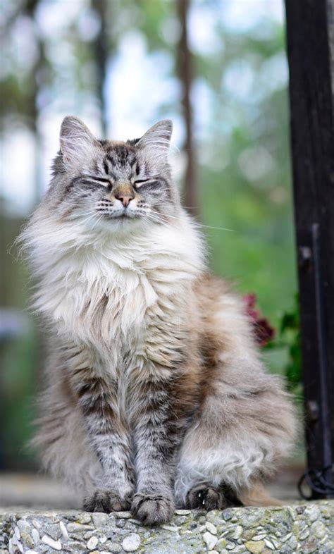 The fur length varies from medium to long. Siberian Forest Cat Breed Photos and Facts | FallinPets