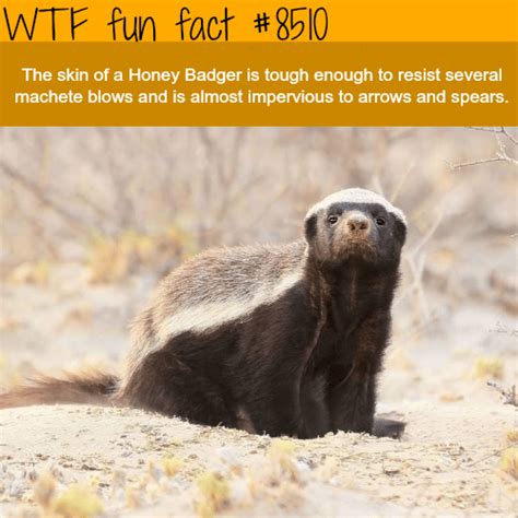 Honey Badger Wtf Fun Facts