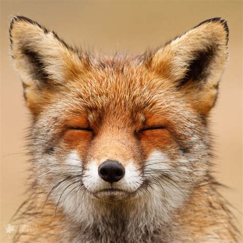48 Faces Of Foxes Roeselien Raimond Nature Photography