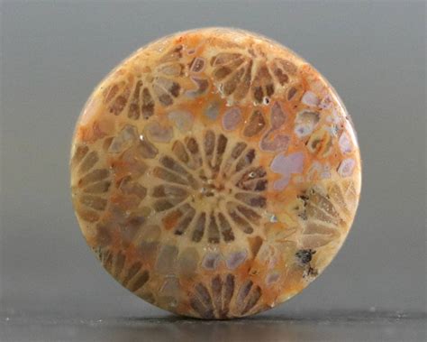 Circle Fossilized Coral Agatized Fossil Flat Back Cabochon Pendant