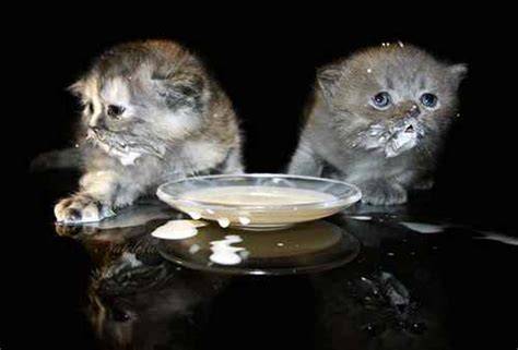 But, they should still able to consume a small amount of yogurt. Can cats eat yogurt | Because cats
