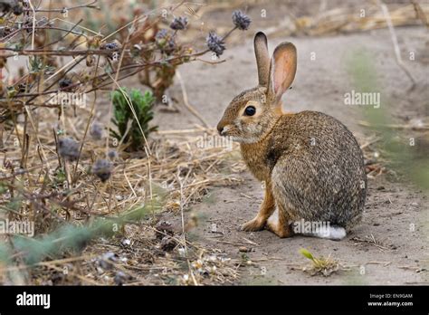 Desert Cottontail Rabbit Sylvilagus Audubonii California Stock Photo