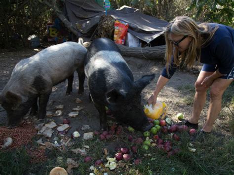 Hog Wild Pigs Living On A San Joaquin Delta Island Capradio Org
