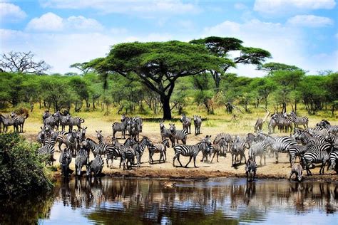 Le Parc National Du Serengeti Tanzanie