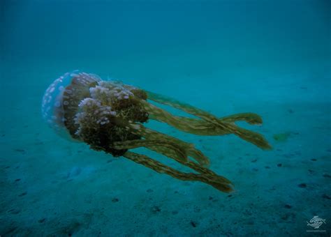 Jellyfish Interesting Facts And Photographs Seaunseen