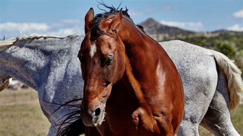 When Horses Pin Their Ears Back What Are They Signaling