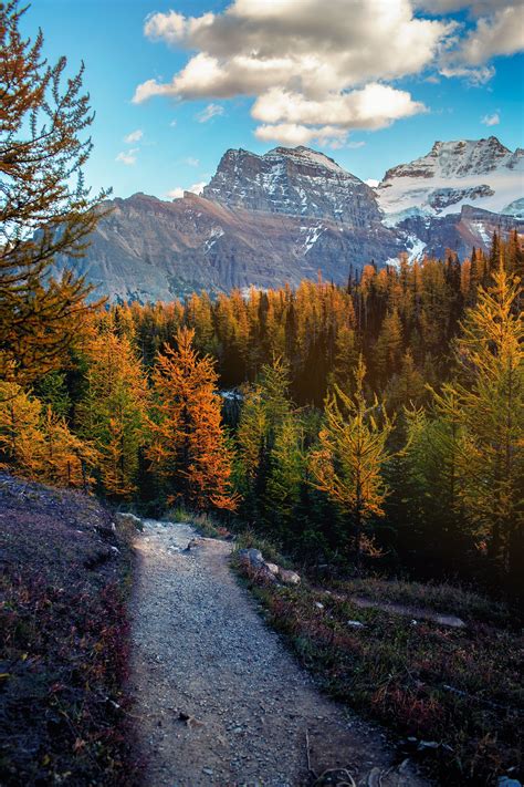 Valley Of The Ten Peaks Can Be Seen Beyond A Swath Of Larch Trees At