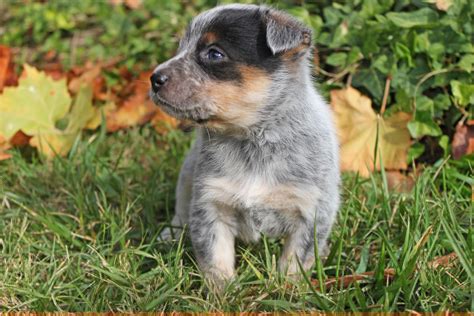 Blue akc female $4,000 pet price, $5,000 full rights, blue/fawn male $3,500 full rights. Queensland Heeler Puppy Dogs For Sale in Ventura County, Southern California Adorable ...