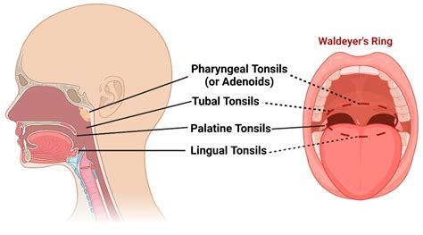 Tonsillectomy Anatomy