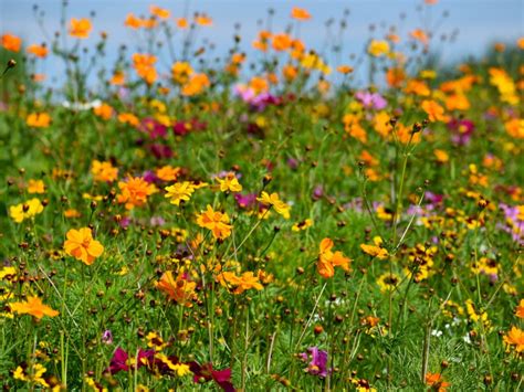 Growing Wild Flowers How To Start A Wildflower Garden