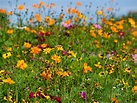 Growing Wild Flowers: How To Start A Wildflower Garden