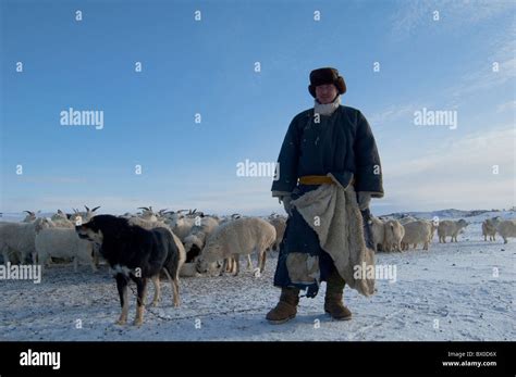 Barag Mongolian Herder And His Sheep Flock Old Barag Banner Hulunbuir