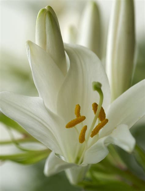Free White Lily Flower Stock Photo
