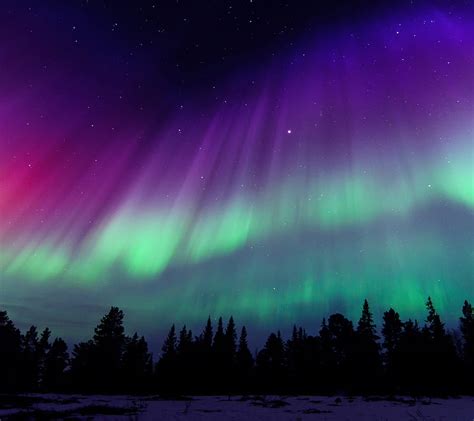 720p Descarga Gratis Aurora Boreal Bosque Noche Auroras Boreales