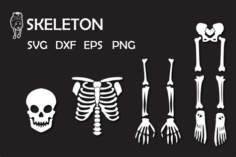 Skeleton svg, dxf, eps, png Cut File (980183) | SVGs | Design Bundles
