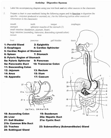 50 Digestive System Worksheet High School