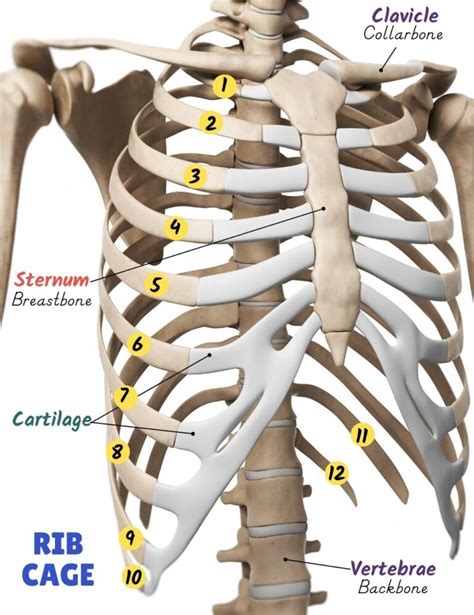 Why Is The Rib Cage So Important Simple Explanation For Kids