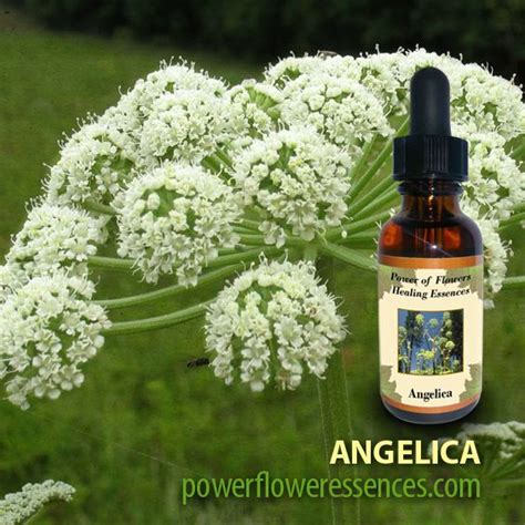 Angelica Flower Essence Angelica Flower Remedy Angelica Flower