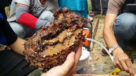 Lebah kelulut atau kelulut sahaja (juga digelar meliponini) ialah lebah tidak bersengat yang menghasilkan madu sama seperti lebah madu. MADU KELULUT JOHOR: Kursus Penternak Lebah Kelulut di Melaka
