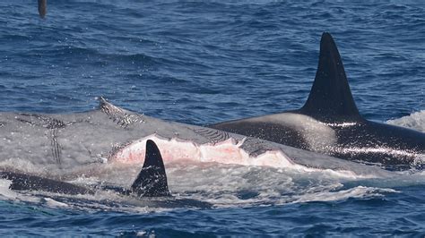 Orcas Can Take Down The Largest Animal On The Planet