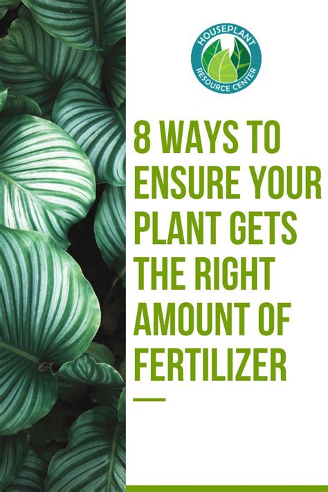 7 Ways To Ensure Your Plant Gets The Right Amount Of Fertilizer