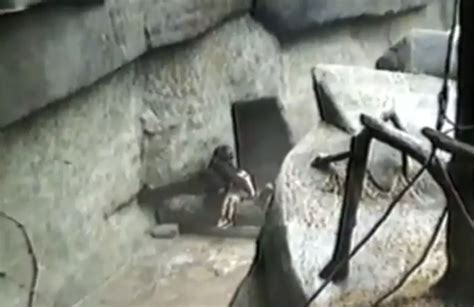 Brookfield Zoo Gorilla Rescues Kid Who Fell In Ape Enclosure