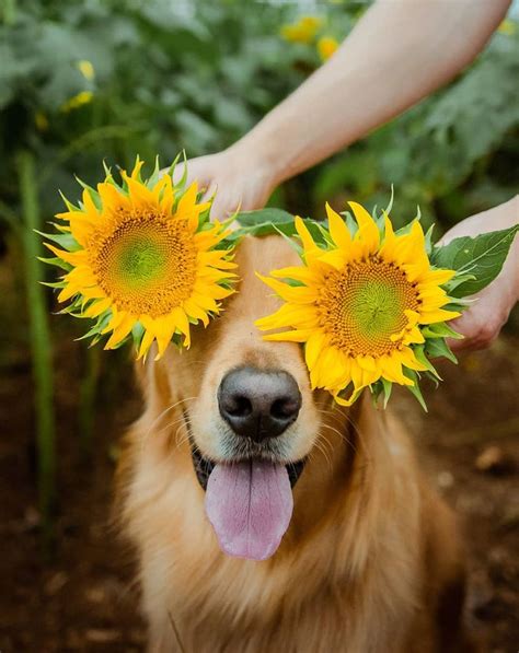 September Is For Sunflowers 🌻 Dog Photography Poses Sunflower