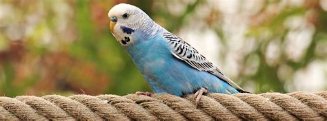 Latest companies in veterinarians category in the united states. How To Find An Avian Vet | Veterinary Care For Birds - My ...