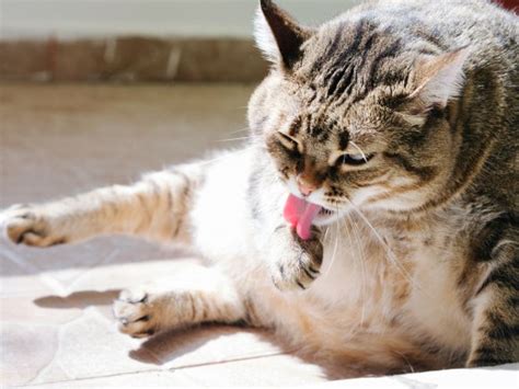 Cats Tongues Are An Incredibly Effective Detangling Hairbrush Metro News