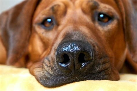 Dog Runny Nose: What Causes It and When To Be Concerned | PetHonesty