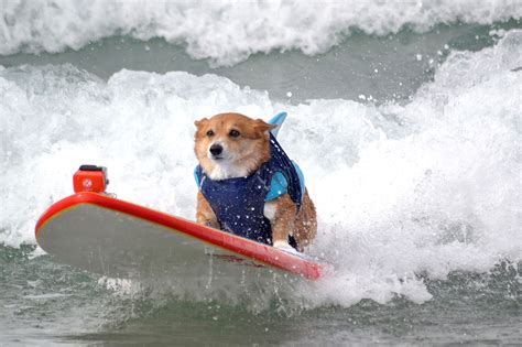 Surf Dog A Thon Surf Dog Competition In Del Mar California