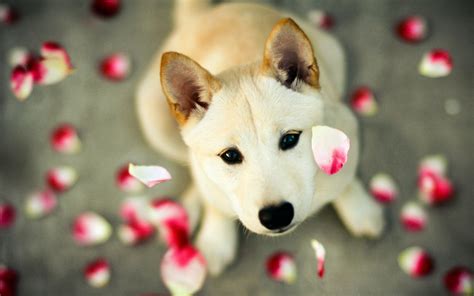 Dog Lover Wallpapers Wallpaper Cave