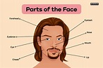 Parts Of The Face Full Vocabulary